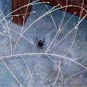 Southern Black Widow