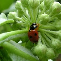 Lady bug