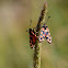 Zygaenid Moth