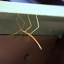 Stick bug