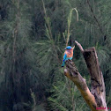 Indian Roller
