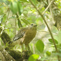 Red Shouldered Hawk