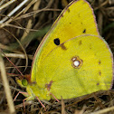 Clouded Yellow