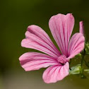 Annual mallow
