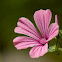 Annual mallow