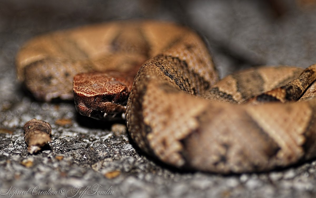 Juvenile Cottonmouth
