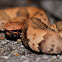 Juvenile Cottonmouth