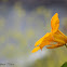 Garden Nasturtium