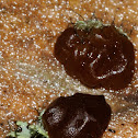exidia saccharina