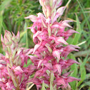 Orchis coriophora