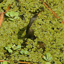 Anhinga