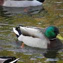 Mallard Duck