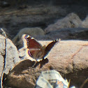 Mourning Cloak