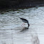 Black-winged stilt (female)