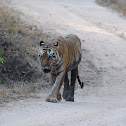 bengal tiger