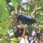 Purple Honeycreeper