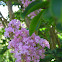 Crepe myrtle
