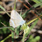 Pea Blue