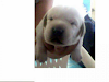 Cachorros De Labrador