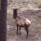 Elk