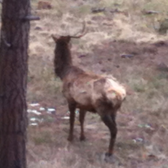 Spotting Image 1