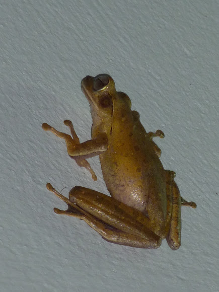 Spotting Image 1