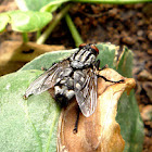 Mosca de la carne