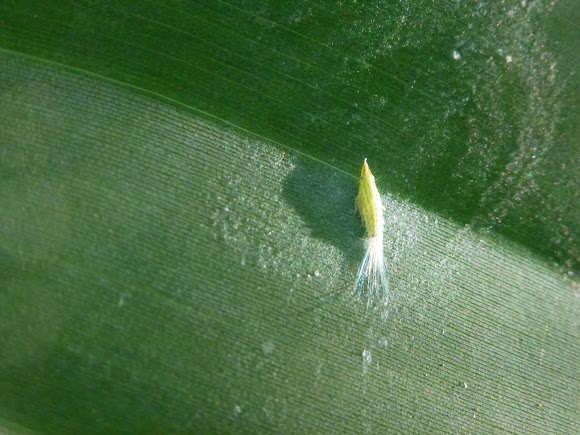 Spotting Image 1