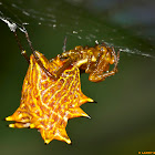Spiny Orb Weaver Spider