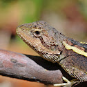 Nobbi Dragon