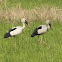 Asian Openbill