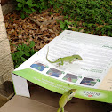 Green Anole