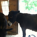 Mule or Donkey?