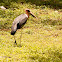 Marabou stork