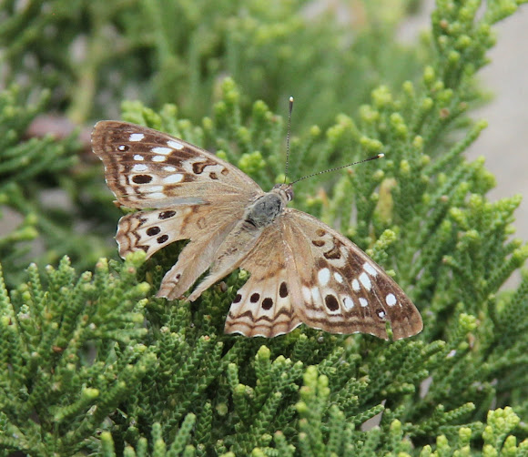 Spotting Image 1
