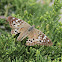 Hackberry Emperor
