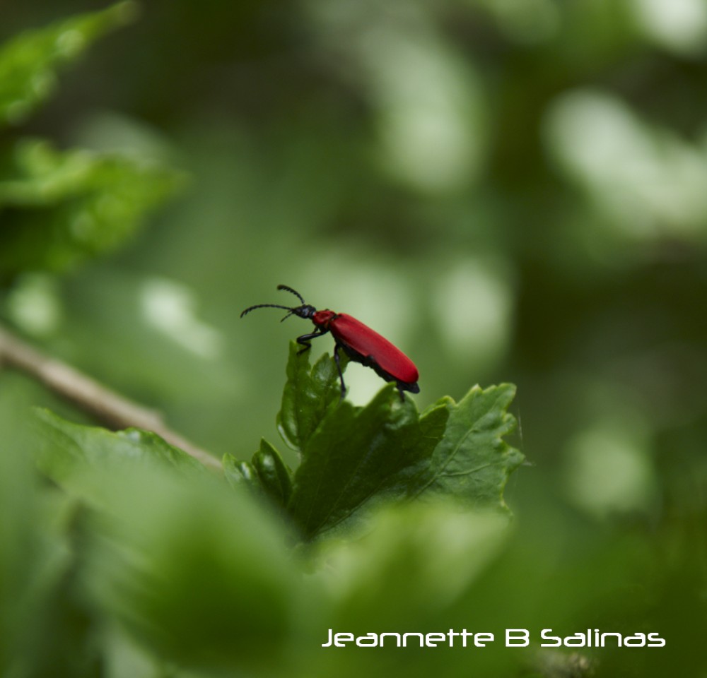 Cardinal beetle