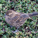Red-winged Blackbird (female)