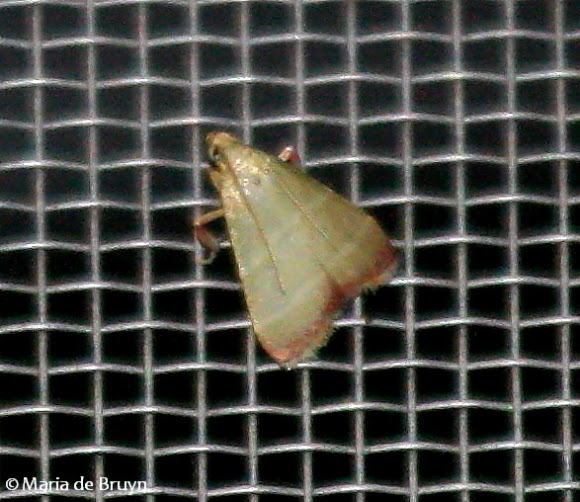 Spotting Image 1