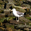 Caspian Gull