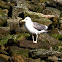 Caspian Gull