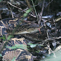 Bushmaster