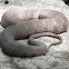 Northern Water Snake