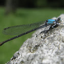 Blue-fronted Dancer