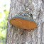 Common Phellinus