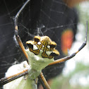 silver argiope