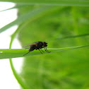Fly