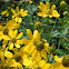 Shining Coneflower