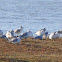 Ring-billed Gull