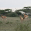coke's hartebeest